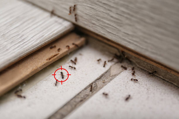 Pest Prevention Services in Berlin, NJ